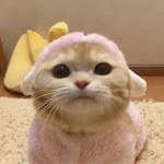 María José Valdés avatar